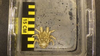 Media type: image;   Invertebrate Zoology 153121 Description: live specimen;